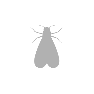 icone mites